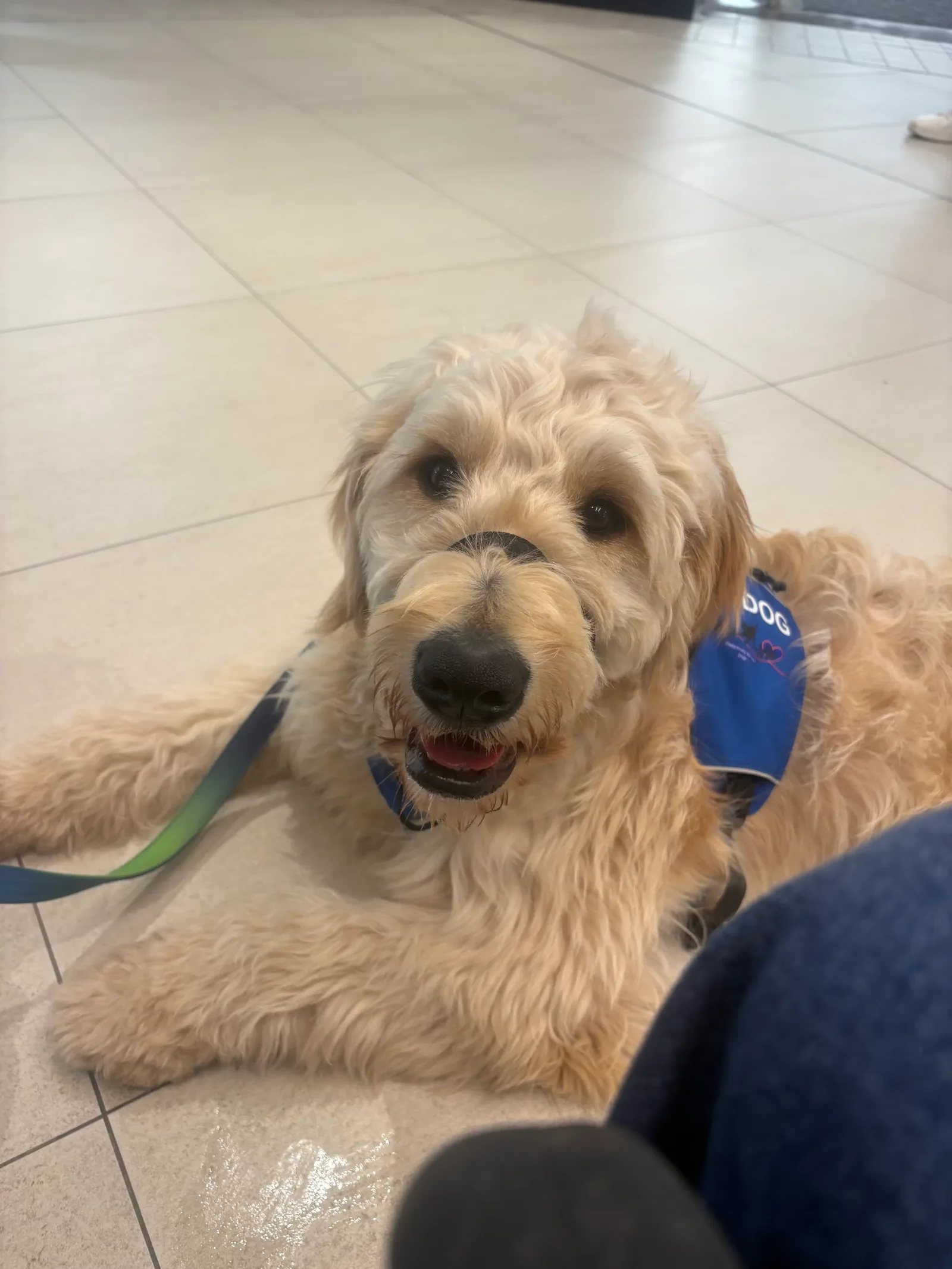 Cream goldendoodle wearing a blue service dog vest and head halter, resting calmly on an indoor tiled floor