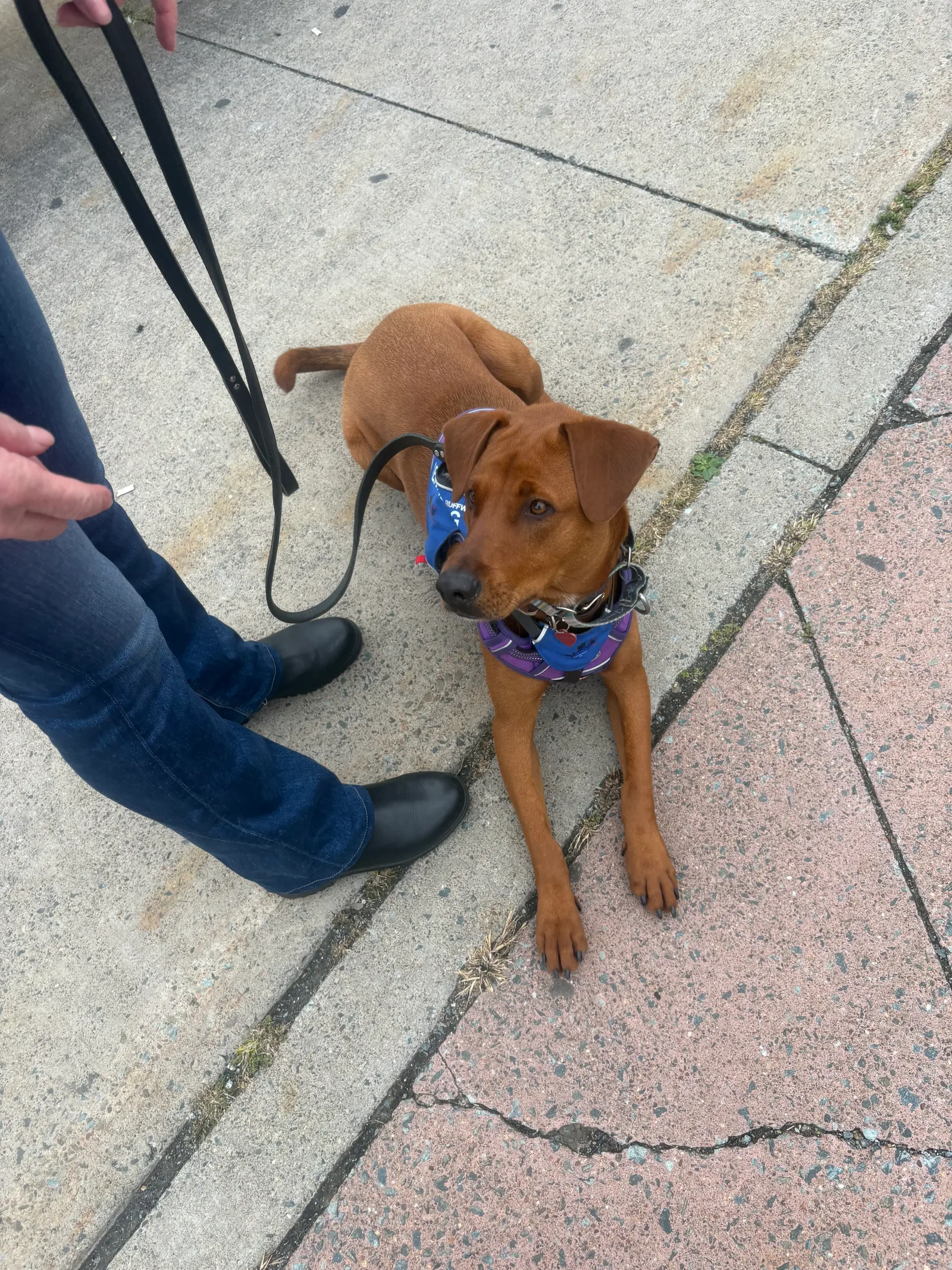 A handler beside a red-brown service dog in a blue vest on a city sidewalk