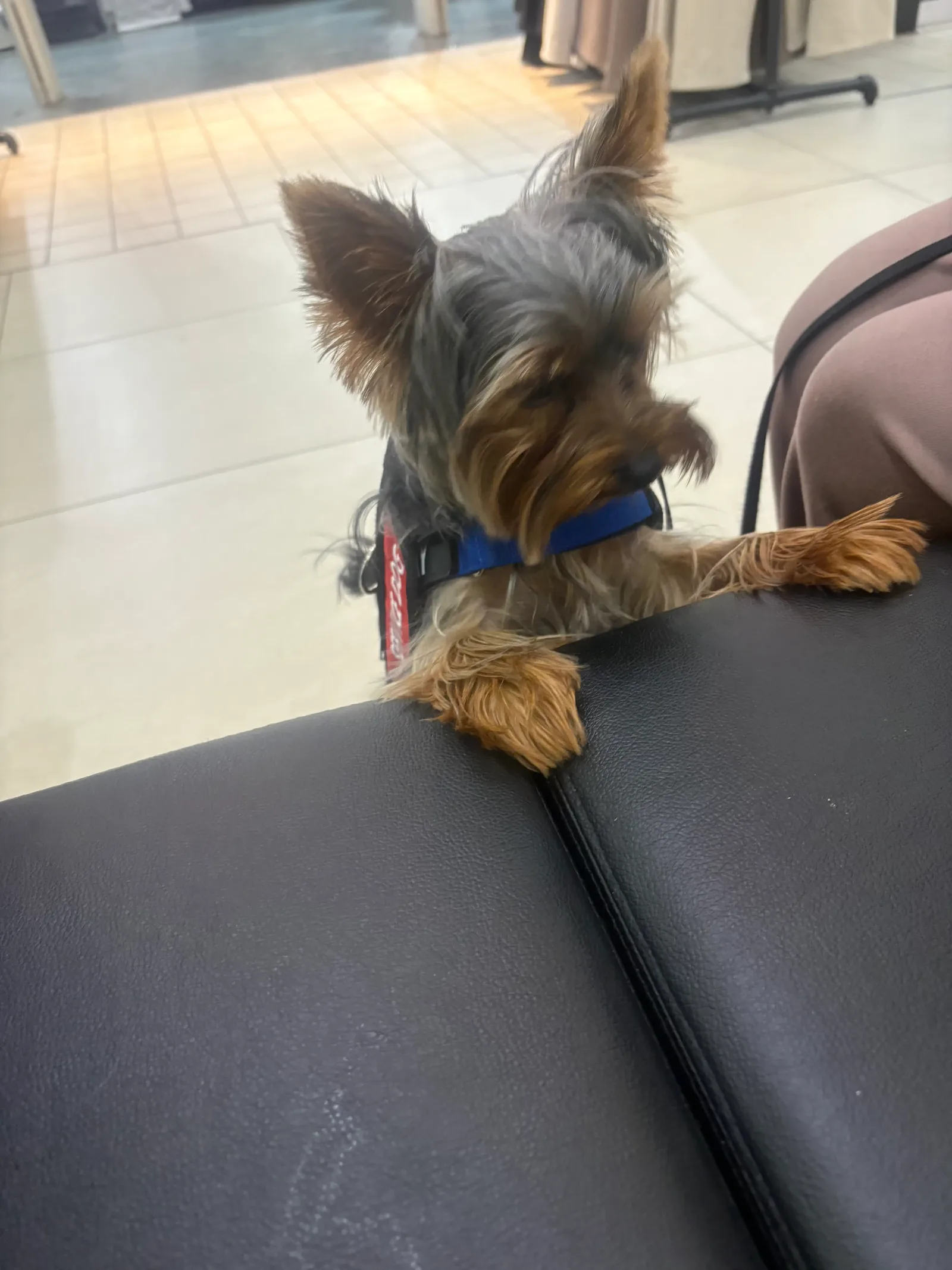 Small Yorkie-type dog wearing a blue service vest while resting on a black bench indoors